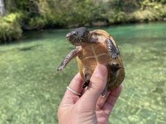 Sternotherus intermedius