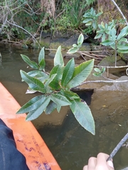 Caldcluvia paniculata