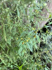 Bidens discoidea