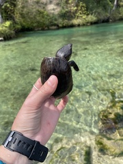 Sternotherus intermedius