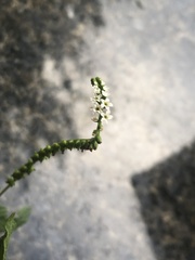 Heliotropium angiospermum