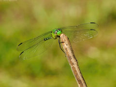 Erythemis vesiculosa