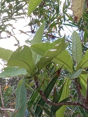 Acrisione cymosa