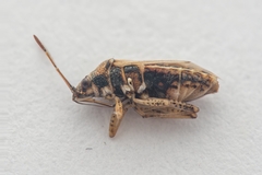 Nysius graminicola