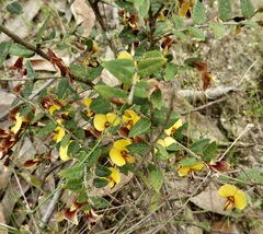 Bossiaea