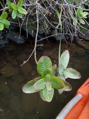 Eucryphia cordifolia