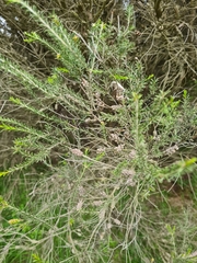 Melaleuca ericifolia