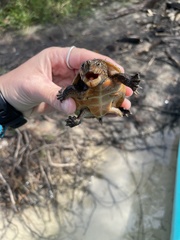 Sternotherus intermedius