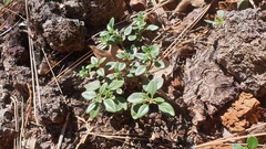Monardella macrantha macrantha