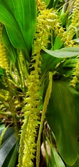 Dendrochilum