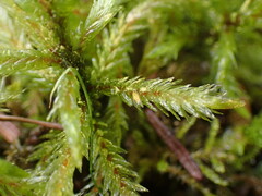 Climacium dendroides