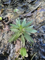 Proserpinaca pectinata