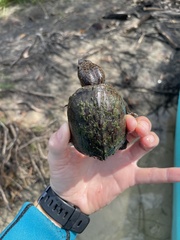 Sternotherus intermedius