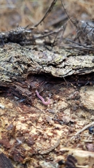 Gosodesmus claremontus