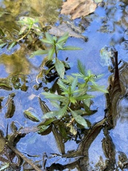 Proserpinaca pectinata