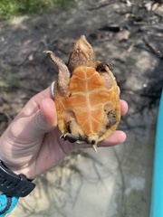 Sternotherus intermedius