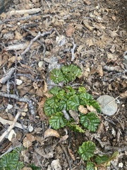 Rubus geoides