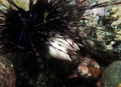 Echineulima robusta