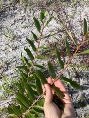 Asimina reticulata
