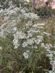 Eupatorium serotinum