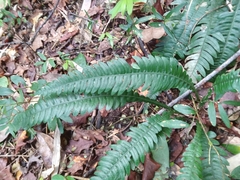 Blechnum mochaenum