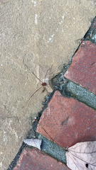 Phalangioidea