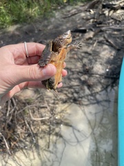 Sternotherus intermedius