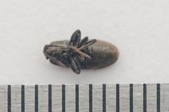 Megalonotus dilatatus