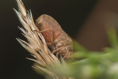 Eurygaster testudinaria