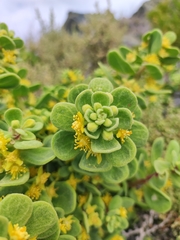 Tetragonia