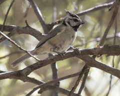 Baeolophus wollweberi