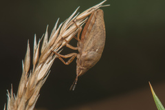 Eurygaster testudinaria