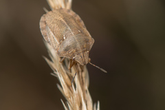 Eurygaster testudinaria