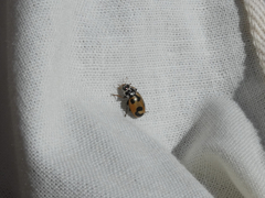 Hippodamia parenthesis