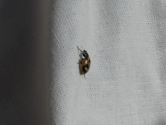 Hippodamia parenthesis