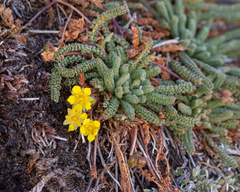 Ivesia lycopodioides