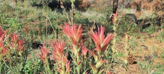 Castilleja miniata oblongifolia
