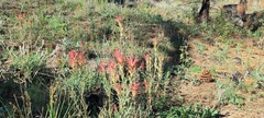 Castilleja miniata oblongifolia