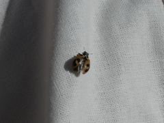 Hippodamia parenthesis