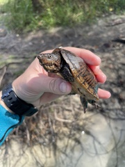 Sternotherus intermedius