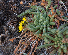 Ivesia lycopodioides