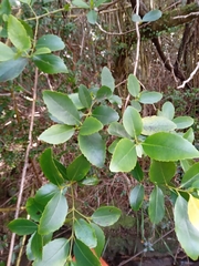 Laurelia sempervirens