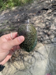 Sternotherus intermedius