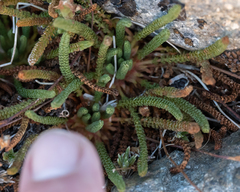 Ivesia lycopodioides