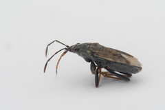 Peritrechus gracilicornis