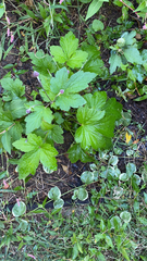 Eriocapitella hupehensis