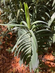 Euphorbia lathyris
