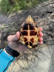 Sternotherus intermedius