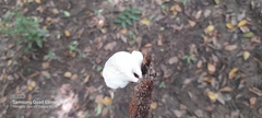 Oudemansiella australis