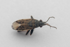 Peritrechus gracilicornis